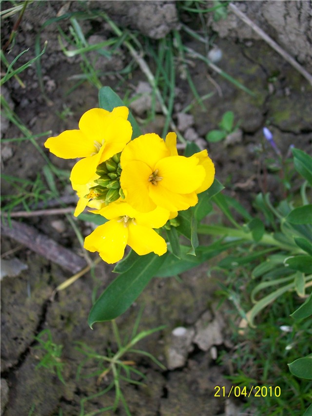 Šeboj - cheiranthus cheiri